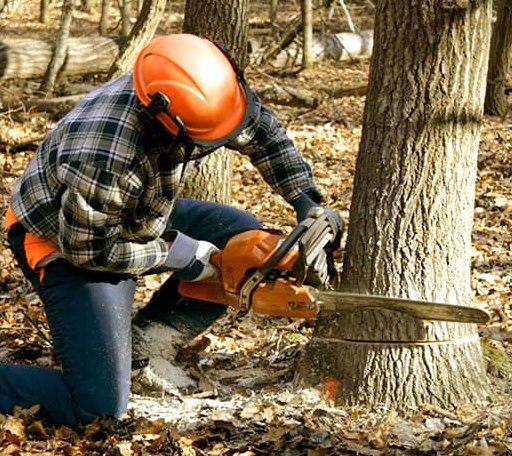 Tree Removal in Quail, TX